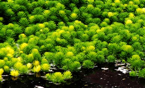 金鱼藻怎么养怎么繁殖