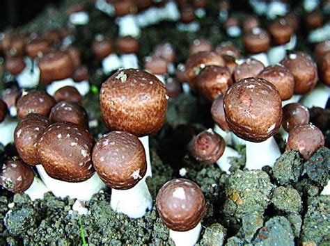 白灵茸……一次吃到10种菌菇 姬松茸菌菇图片