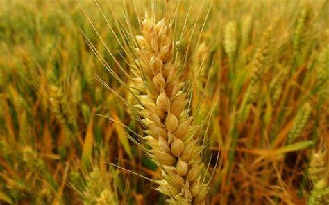 一年一季水稻什么时候播种,南方水稻什么时候播种