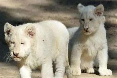 53的白狮子连体多少钱,狮子头竟然有20多种