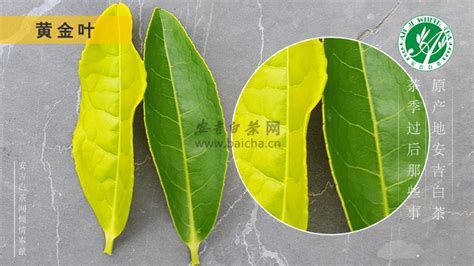 黄金芽亩植多少株,贵州六省枝特区黄金芽茶栽培技术