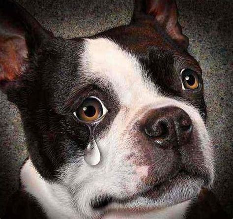 为什么狗场的狗不好养,狗场的狗为什么有泪痕