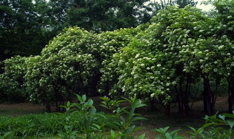 接骨木属的代表植物是什么？