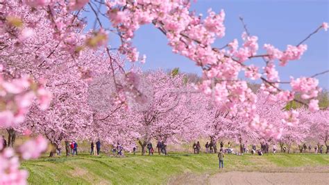 昆明2019樱花节什么时间?