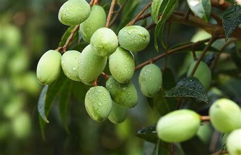 结合材料描述云南省油橄榄种植的优势区位条件