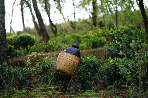 黑茶最早源于什么地方