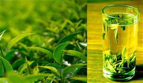 蒸青绿茶是什么形状,绿茶的茶叶是什么形状