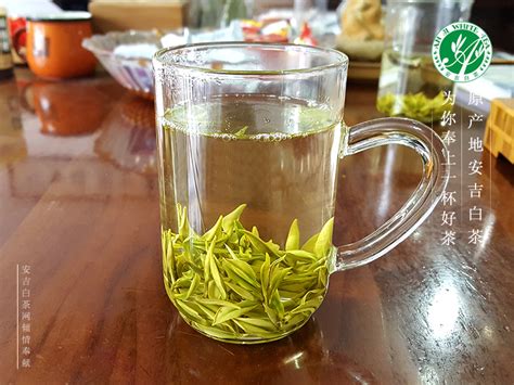 安吉白茶怎么泡好喝,绿茶怎么泡最好喝