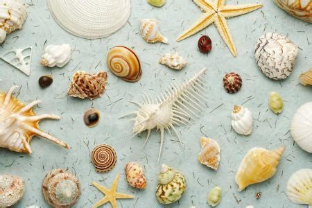 吃完的贝壳类怎么清洗,贝壳类海鲜这样吐沙
