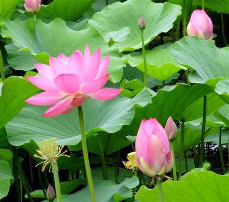 纯净的荷花-植物作文450字（推荐9则）