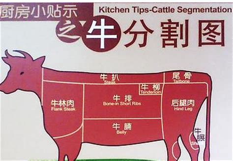 牛腩肉哪个部位好吃,牛肉哪个部位炒好吃