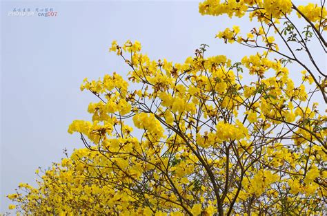 种植黄花风铃每亩地种植多少株比较好?