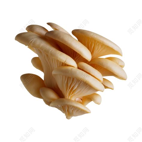 蘑菇生物模板,听说世界上最大的生物是蘑菇