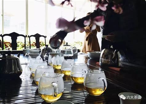 云南大树茶什么时候喝最好,台地茶和大树茶的区别