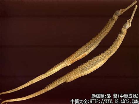 海龙蛋壶是什么意思,中国人崇拜的龙究竟是什么