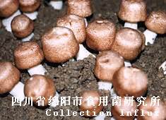 姬松茸原种 栽培种的制作 酵母菌培养液的制作专利