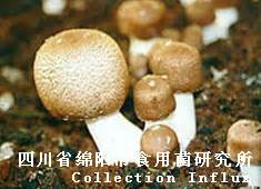 1种野生的松茸 松茸菌大菌图片