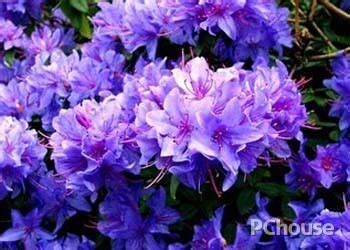 紫鹃和紫芽哪个更贵,都说紫芽普洱茶珍贵