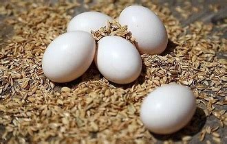 孕妇吃鸽子蛋一天吃几个