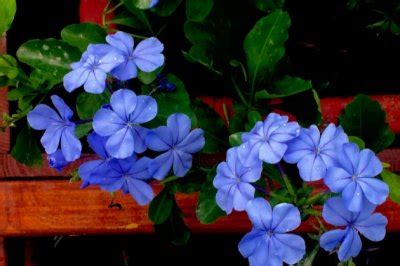 请问网友,这两种蓝色的花,名字叫什么?