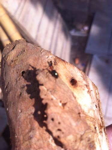 8月的菌中之王松茸,虫子为什么不吃松茸
