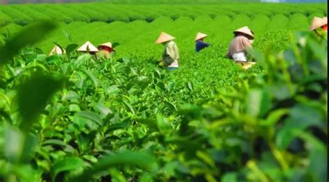 茶叶主要出口哪些国家,数据丨2021年度中国茶叶进出口数据