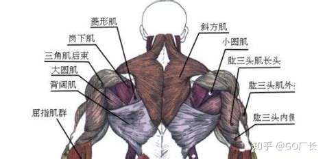 安卓上有没有什么比较好的3d骨骼软件,电脑的也行,最好也能看肌肉