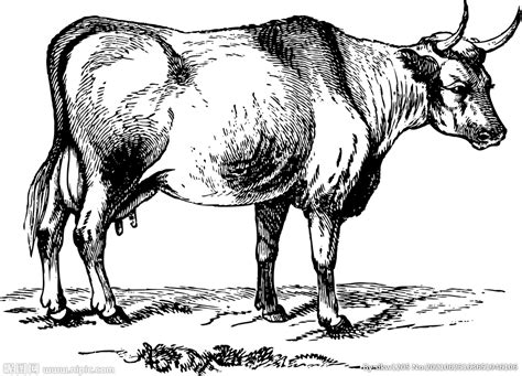 牛的胃简笔画步骤