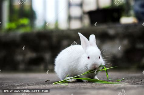 兔子草的图片