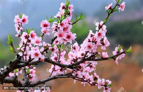 桃花盛开的伤感文案(共63条)