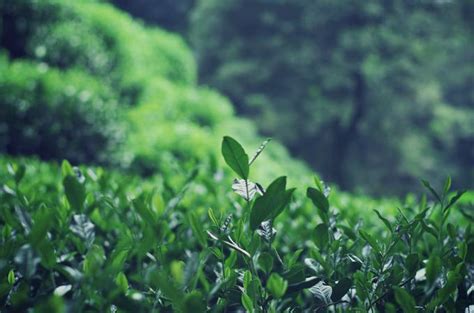 六堡虫屎茶是什么,虫屎茶是什么茶