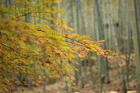 南山竹海-描写竹林的作文300字（共计6篇）