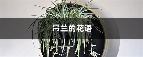 吊兰花语是什么