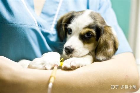 狗狗打疫苗全攻略,怎么帮狗狗打疫苗