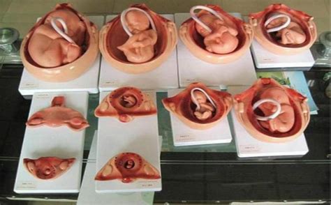 胎儿9周形状图片