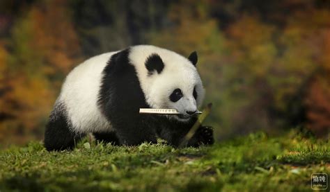 熊猫有什么特征