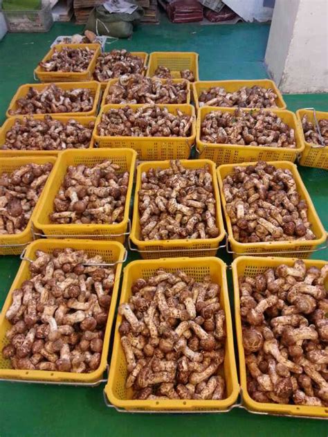 朝鲜赠送韩方2吨松茸,北朝鲜2吨松茸多少钱