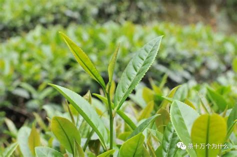印象茶叶是哪里生产,武夷山·茶印象
