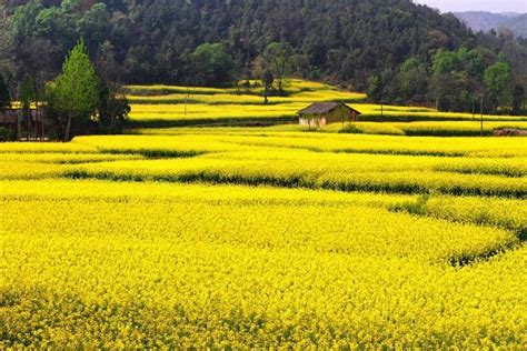 汉中市花是什么