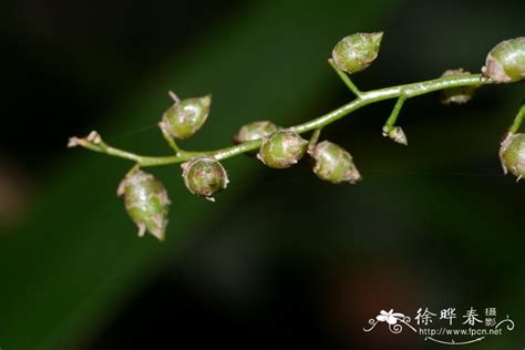 花姜片是什么