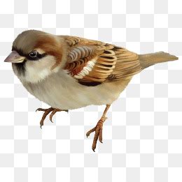 可爱的麻雀_描写小动物的作文300字【优秀6则】