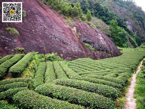 日照茶园在哪里,数字化助力茶园精细管理