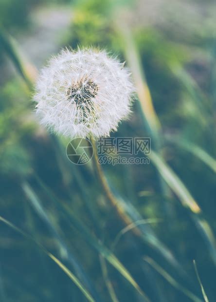 关于蒲公英精神的优美句子