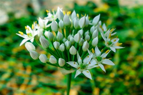 韭菜开什么样的花?