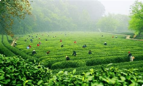 云南景东有哪些茶区,茶区的6座古茶山