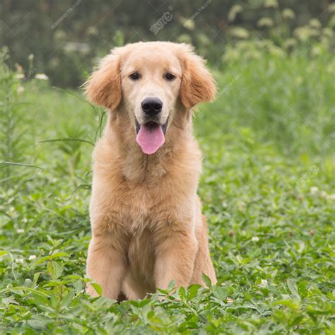 什么是金毛寻回犬,宠物金毛寻回犬的习性特征与喂养等介绍