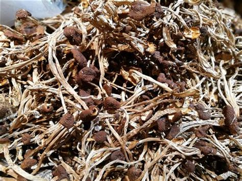 茶树菇干怎么挑选,新鲜茶树菇和干茶树菇