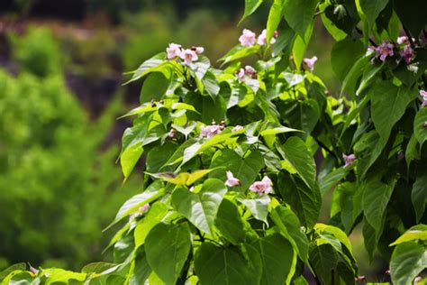 楸子树有几种品种和它的价值