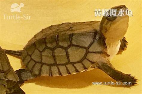 「黄喉龟」好养吗,黄喉龟为什么南种的贵啊