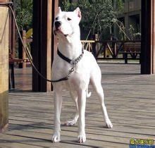 你听说过阿根廷杜高犬吗,阿根廷杜高犬多少钱一条